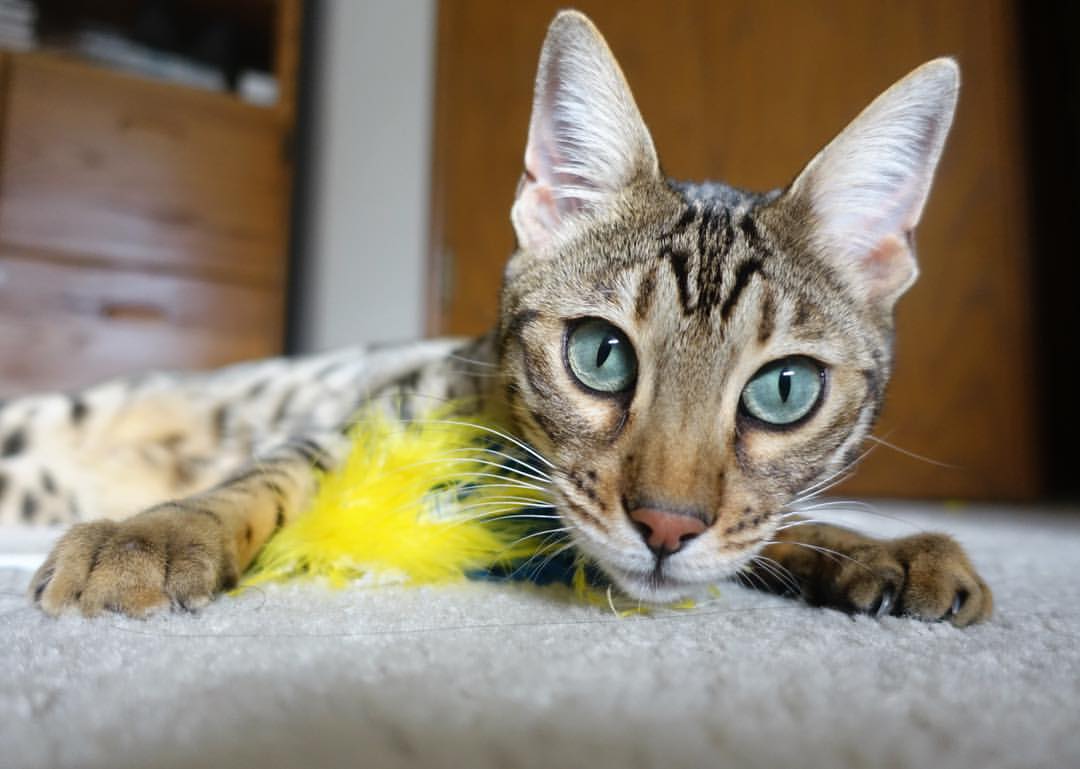 开云官方网站-篮球运动员个体化训练负荷管理方法研究，篮球运动员运动负荷量度