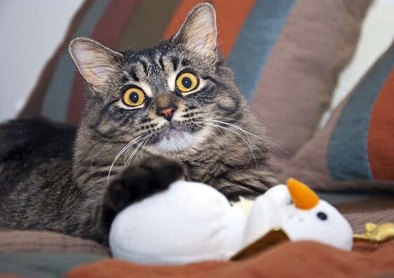 kaiyun体育综合-中国女篮新赛季目标明确 全力冲击荣誉，2021—2022中国女篮