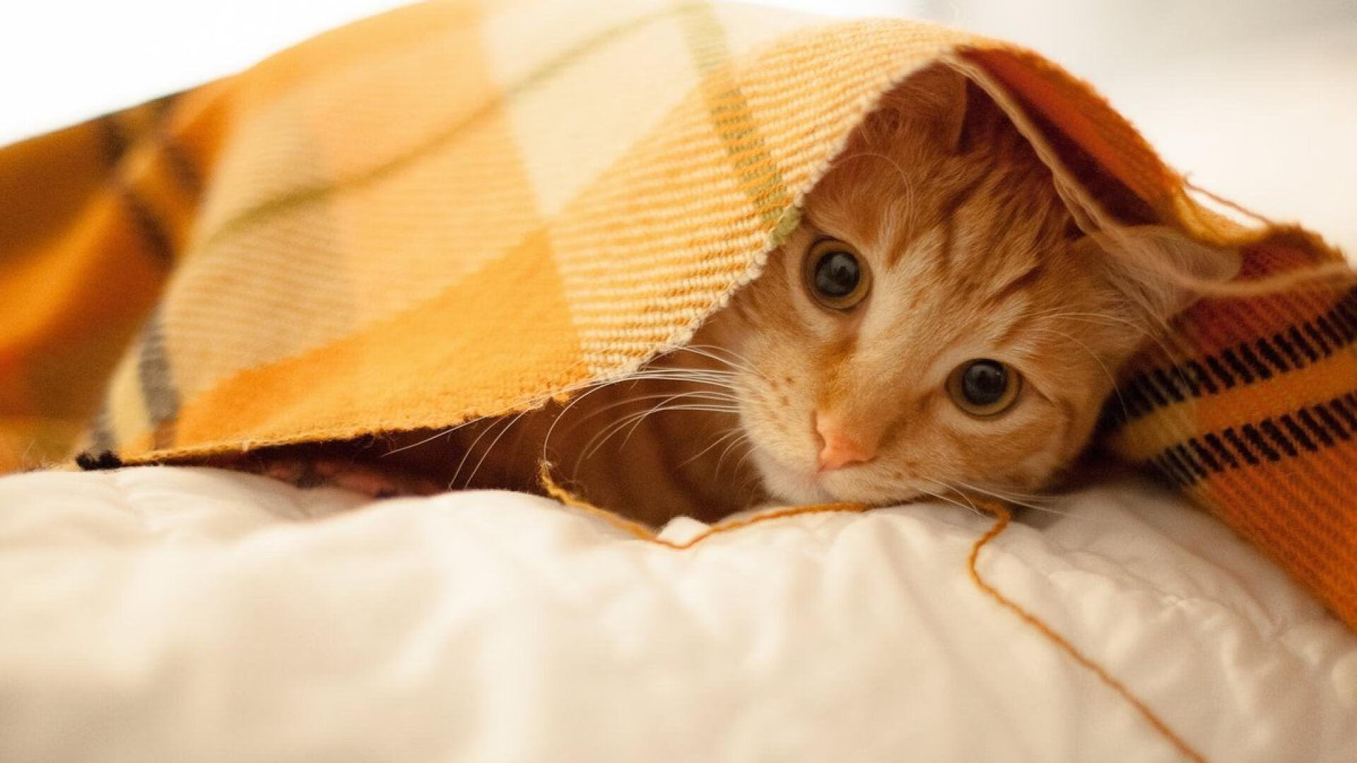 kaiyun登录入口-暂停策略在关键时刻如何起效,暂停关闭是病句么 第2张 kaiyun登录入口-暂停策略在关键时刻如何起效,暂停关闭是病句么 第2张