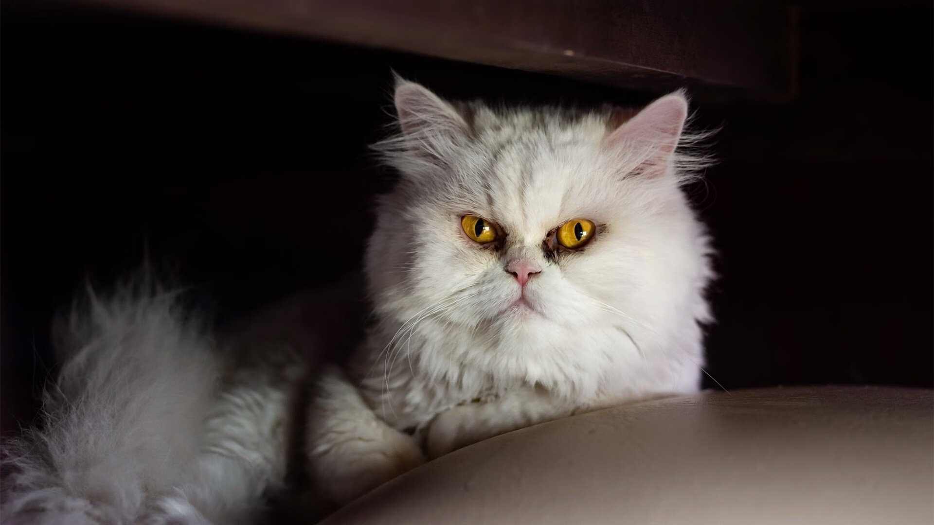 开云中国-皇家贝蒂斯突破配合形成高效进攻链,皇家贝蒂斯转入球员 第1张 开云中国-皇家贝蒂斯突破配合形成高效进攻链,皇家贝蒂斯转入球员 第1张