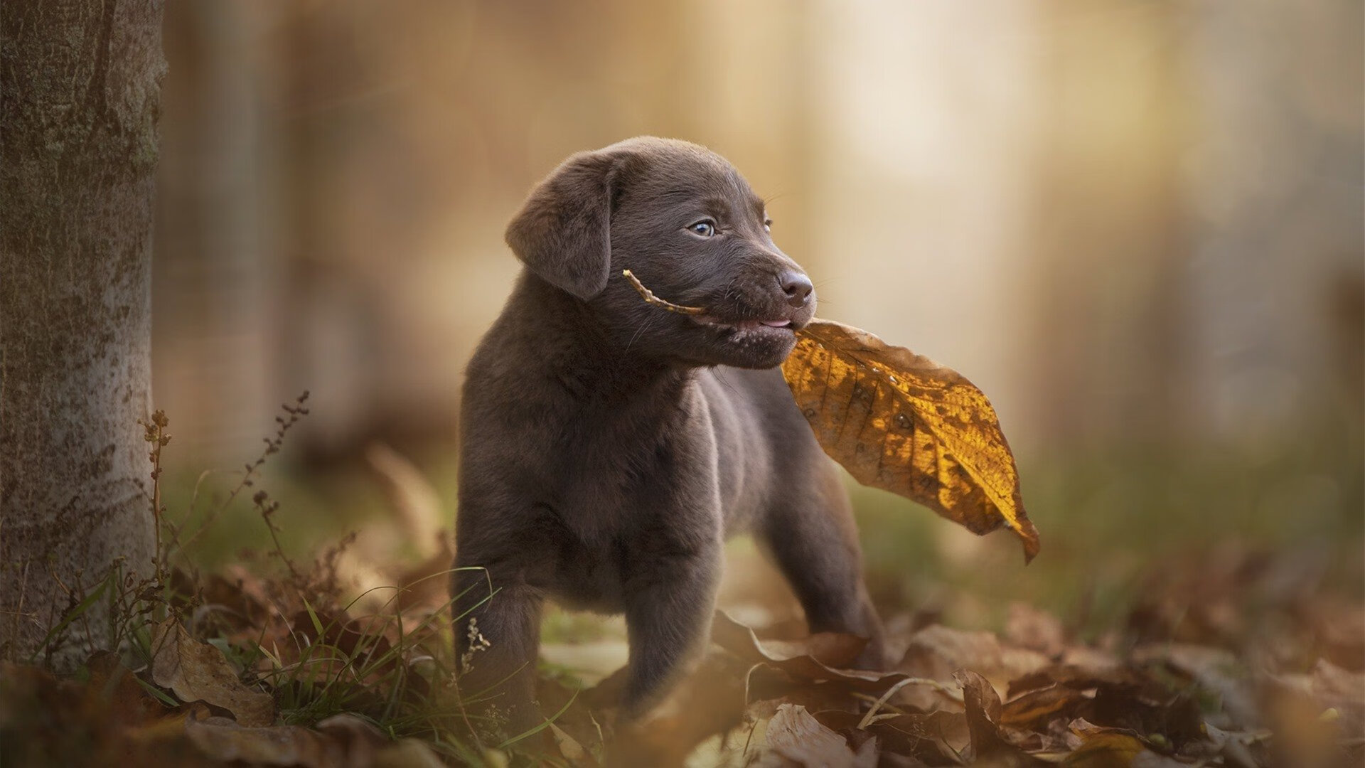 开云中国-辽宁飞豹加强板凳深度保持全场强度，辽宁飞豹俱乐部地址