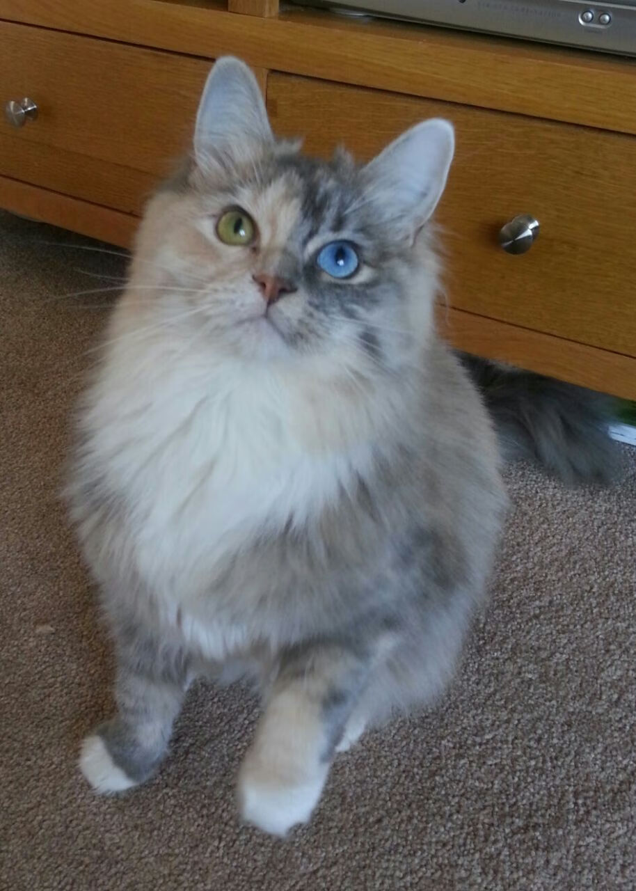 开云官网APP下载-大卫·波波维奇男子100米自由泳决赛强势亮相,波波夫 自由泳