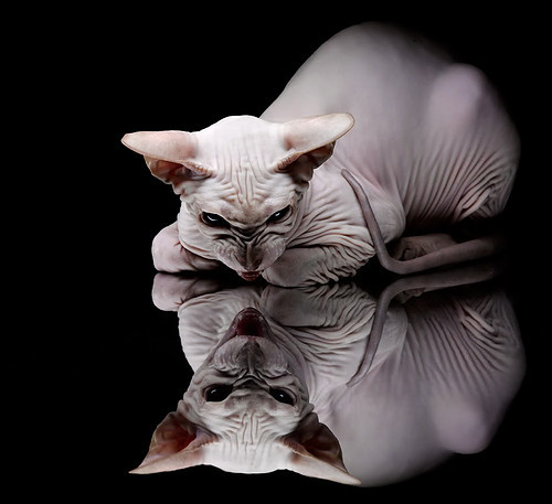 Kaiyun(中国)开云-希腊男篮在欧洲锦标赛中再次夺冠，传承辉煌继续绽放，希腊男篮进奥运了吗