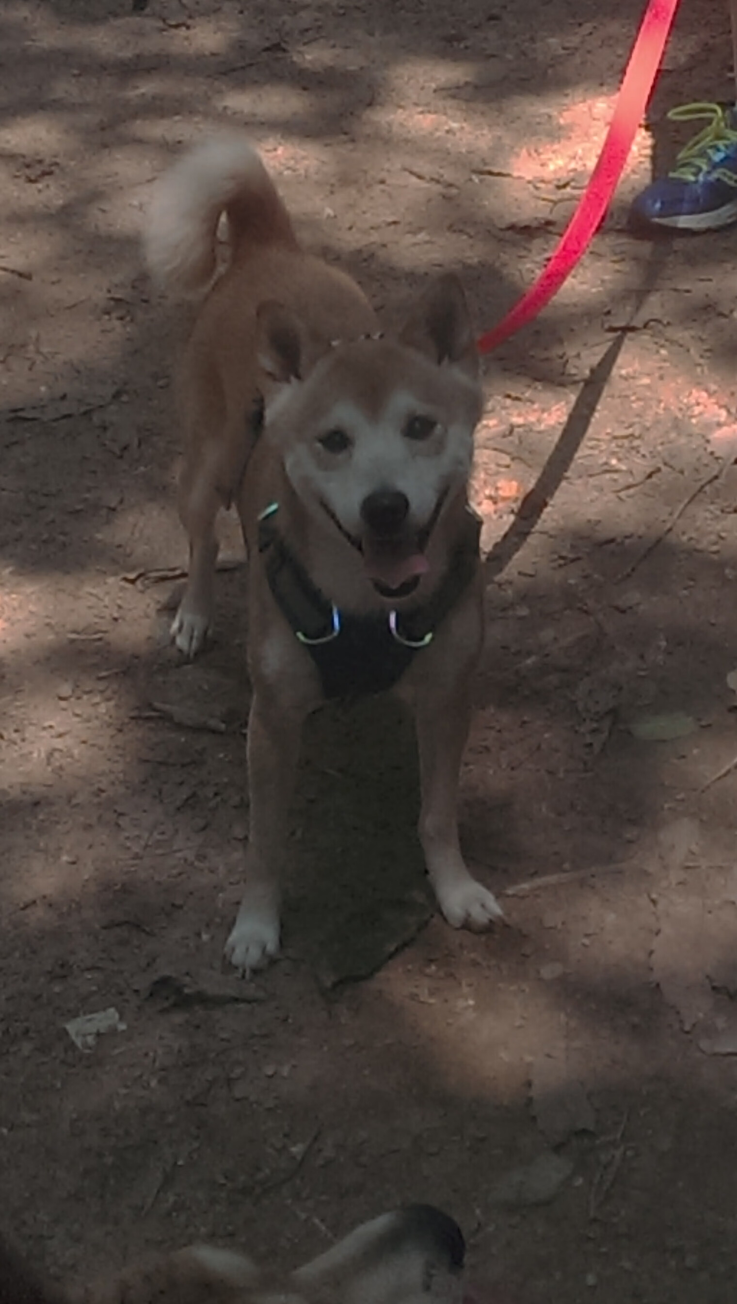 KAIYUN 中国大陆-极限滑雪公开赛吸引世界顶级选手参赛,极限滑雪大神