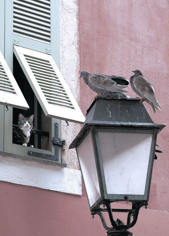 kaiyun体育app-特斯·冯·迪克:敏锐的战术嗅觉,让南非队在比赛中保持优势,安迪冯斯特拉克