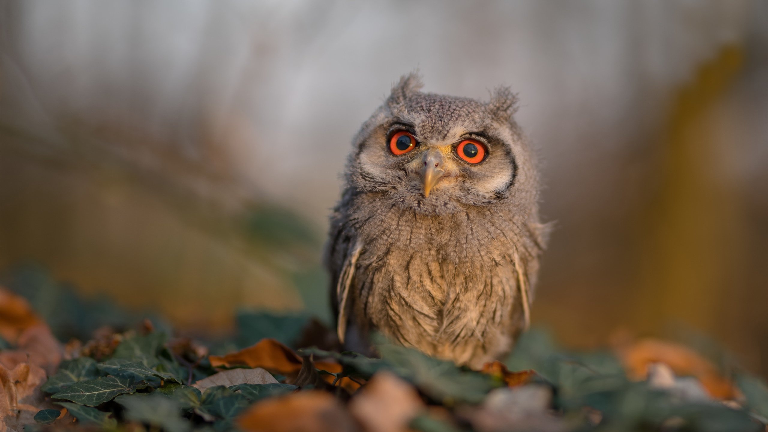 开云网站-篮球数据统计系统全面升级,篮球数据统计表免费下载