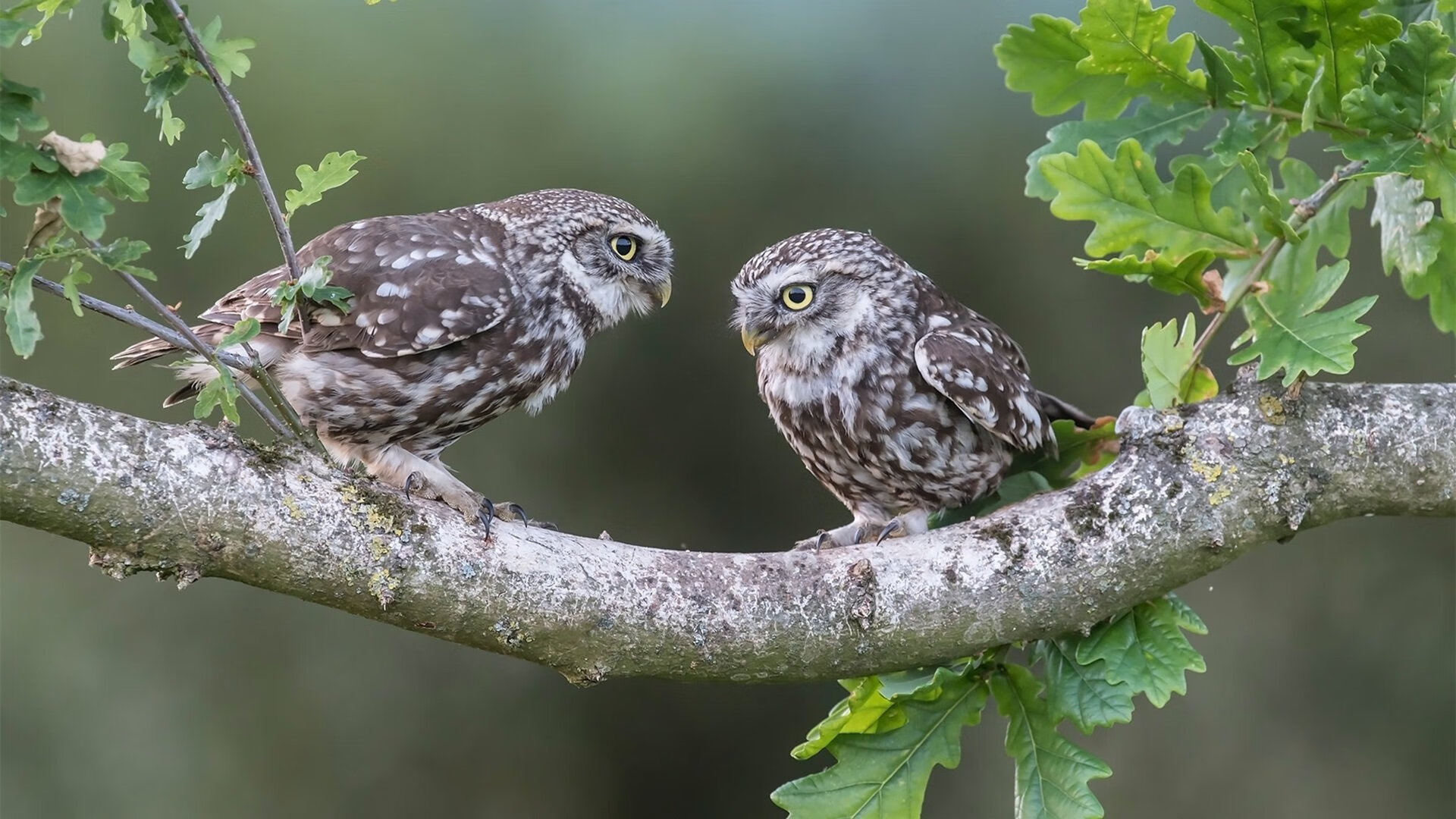 开云中国大陆-纳米比亚男篮在非洲预赛中提前晋级,展现新势力