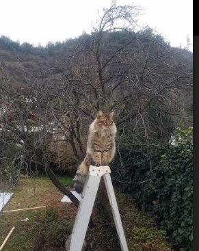 Kaiyun APP-英超冠军争夺：悬念持续升腾，精彩不断！，英超冠军2020-2021