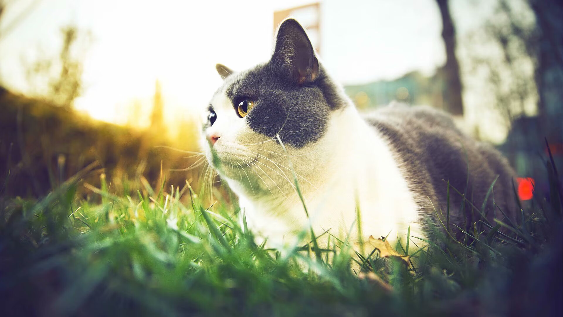 KAIYUN 中国大陆-达米恩·麦肯齐：全黑队背后位置的“游戏改变者”，从不缺少精彩表现