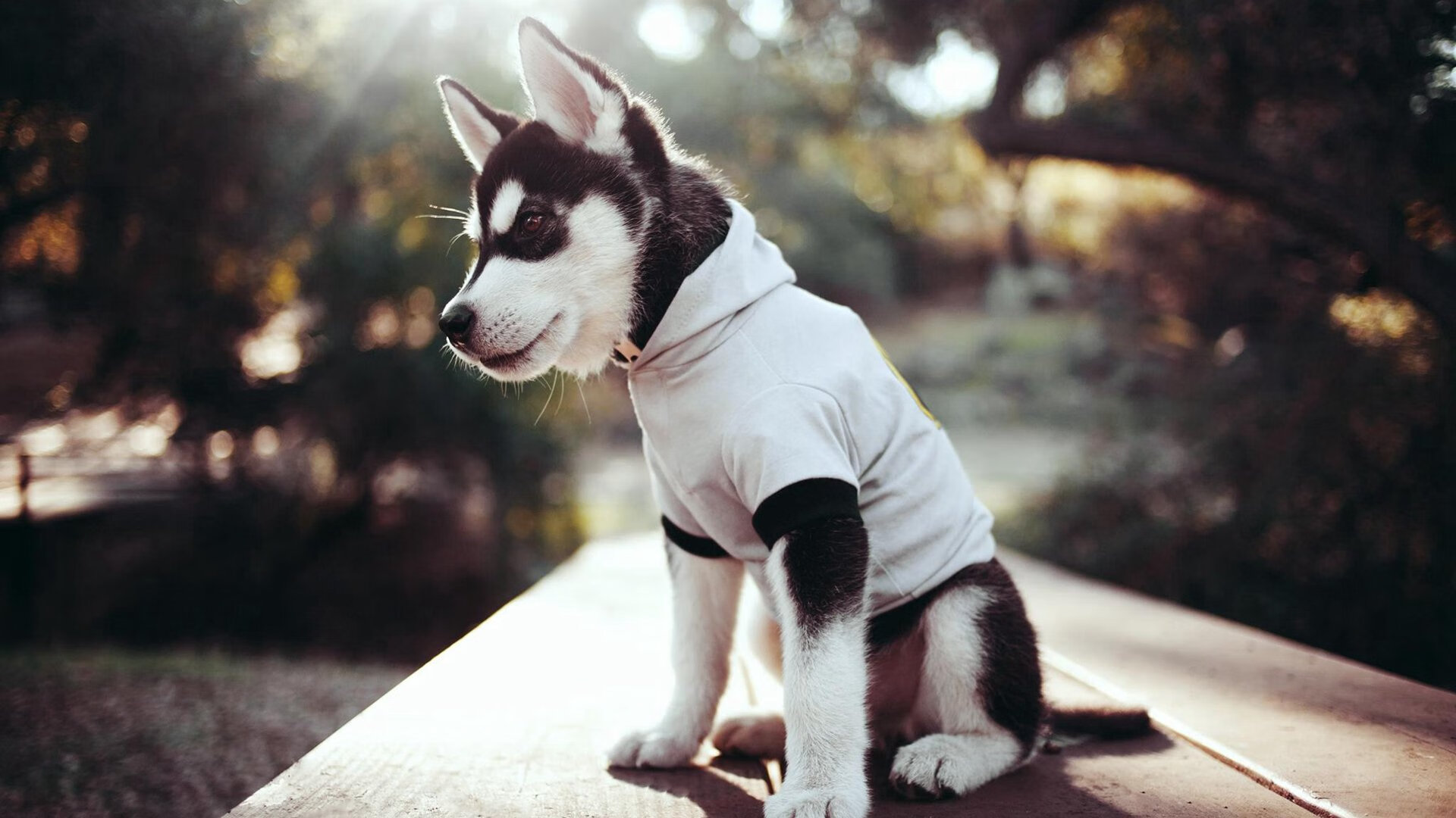 开云中国-中国篮球联赛是否能推动跨省联赛合作，国内篮球联赛用哪种球